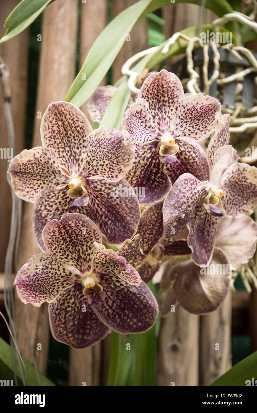 Vanda Mimi Palmer orchid in a small botanical garden on Sentosa Island in Singapore Stock Photo