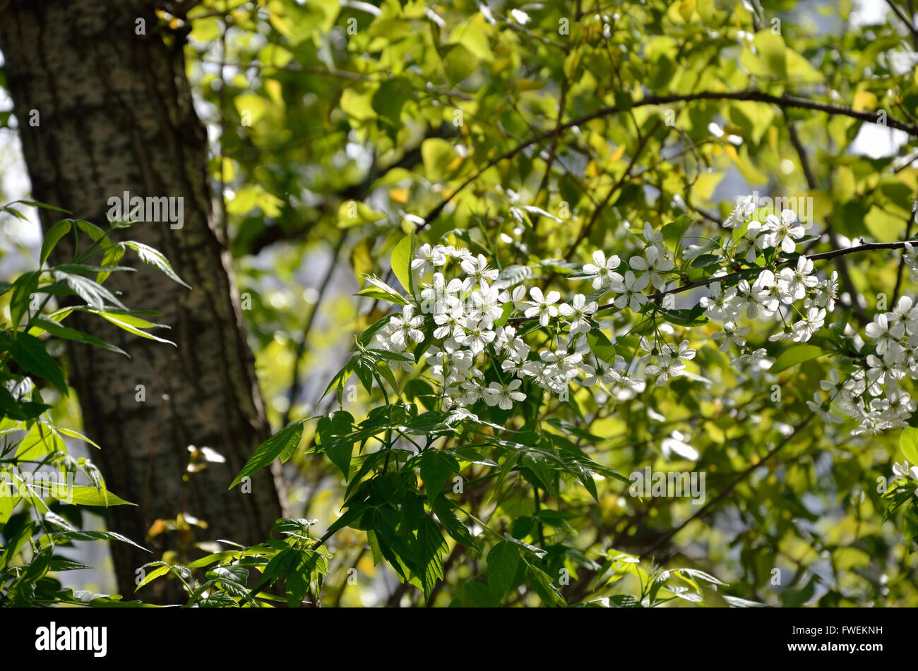 Part of tree top in white blossom in spring Stock Photo - Alamy