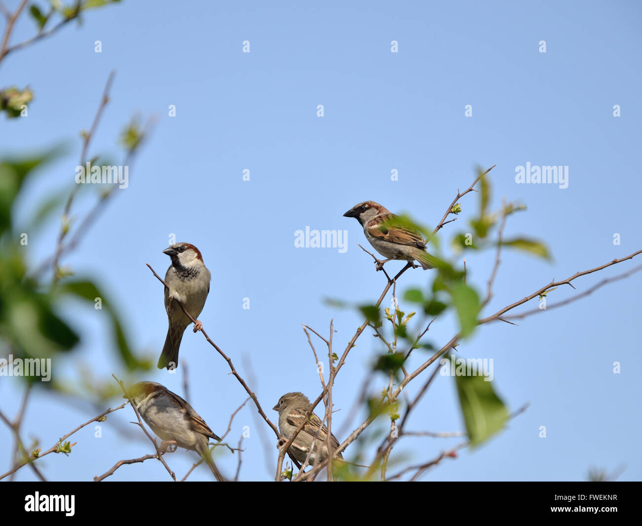 Small flock of sparrows on bush branches in spring with blue sky in ...