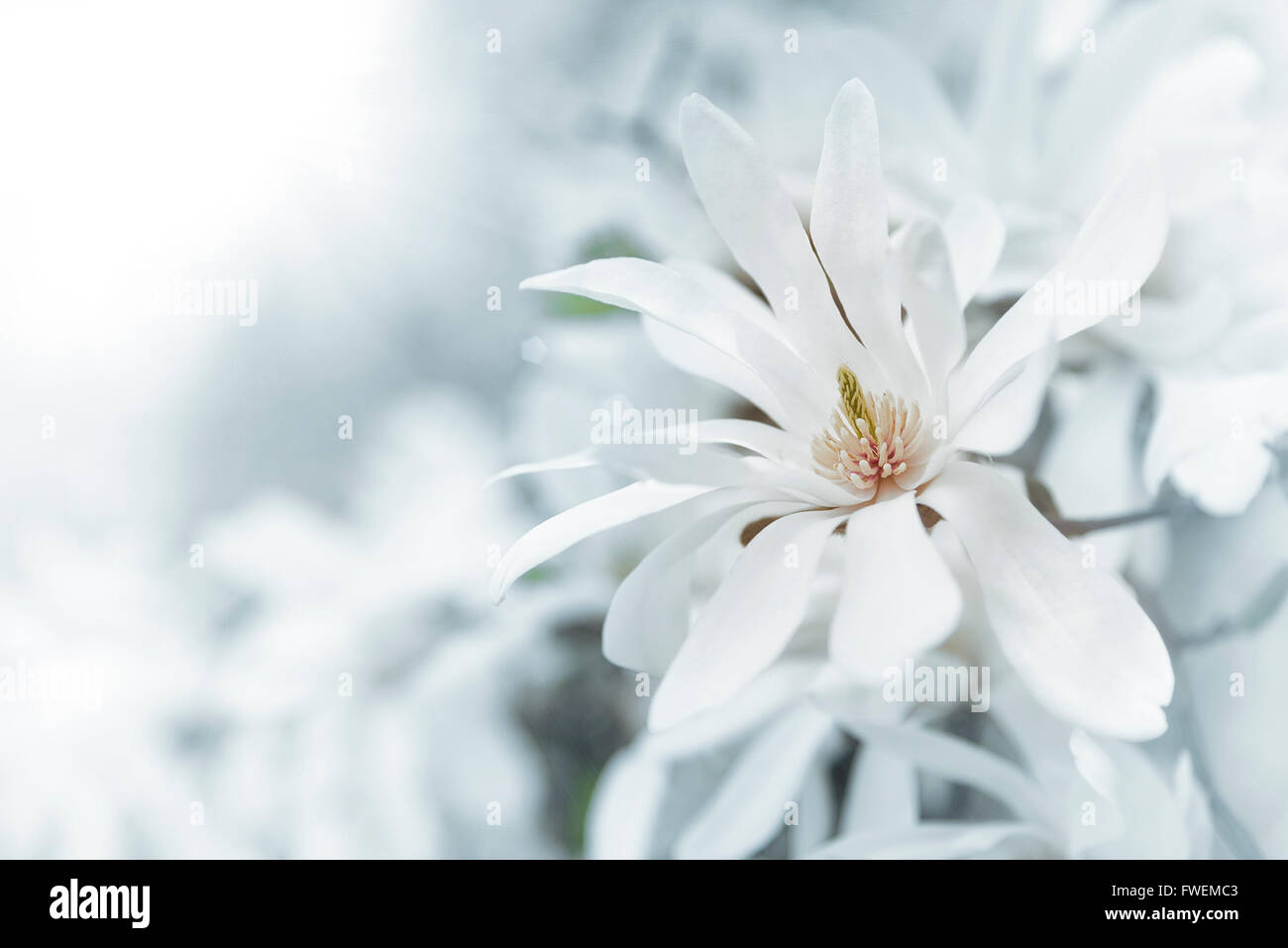 White magnolia blossoms natural background. Toned image Stock Photo - Alamy