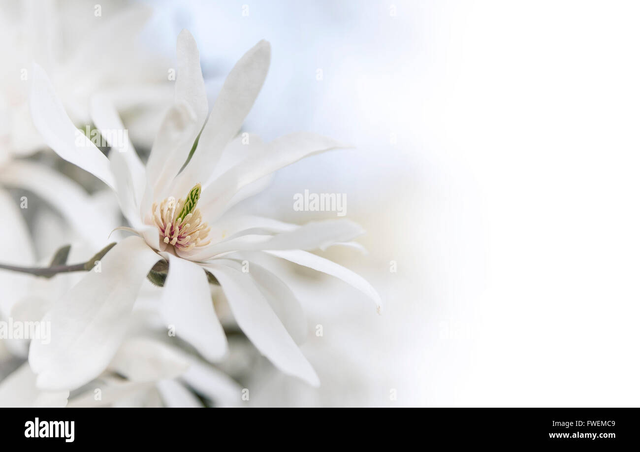 White magnolia blossoms natural background. Toned image Stock Photo - Alamy