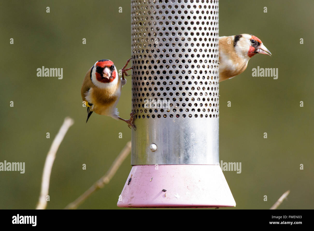 Two goldfinches standing on a feeder Stock Photo
