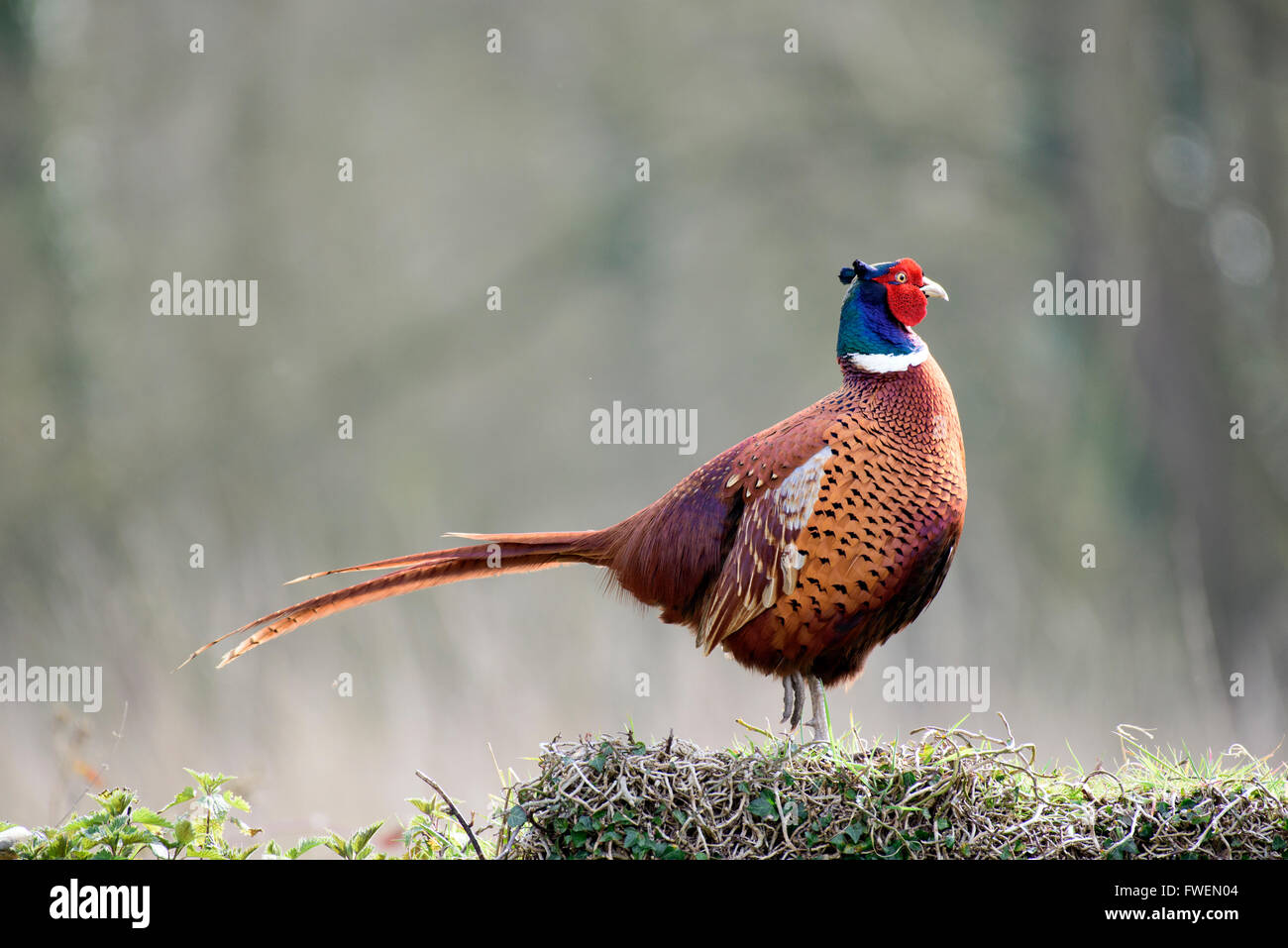 pheasant standing on one leg Stock Photo