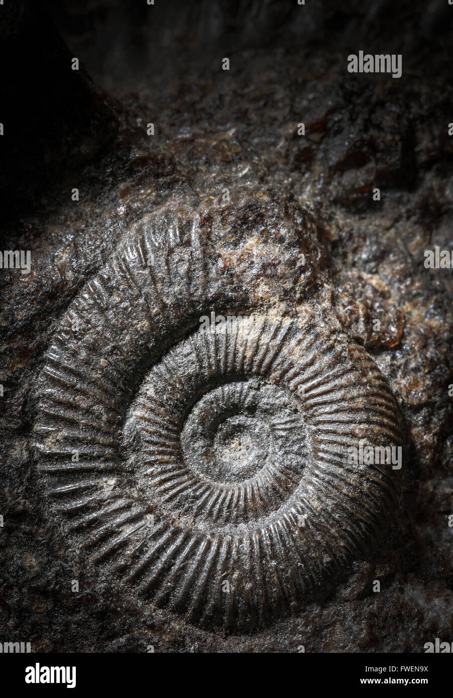 Ammonite fossils hires stock photography and images Alamy