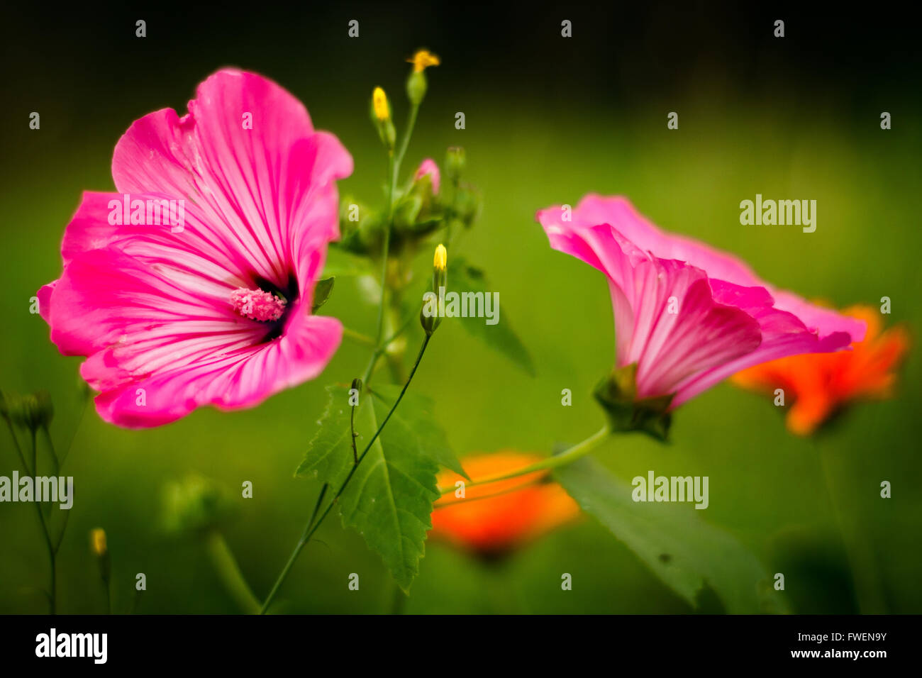 Beautiful meadow pink flowers hi-res stock photography and images - Alamy