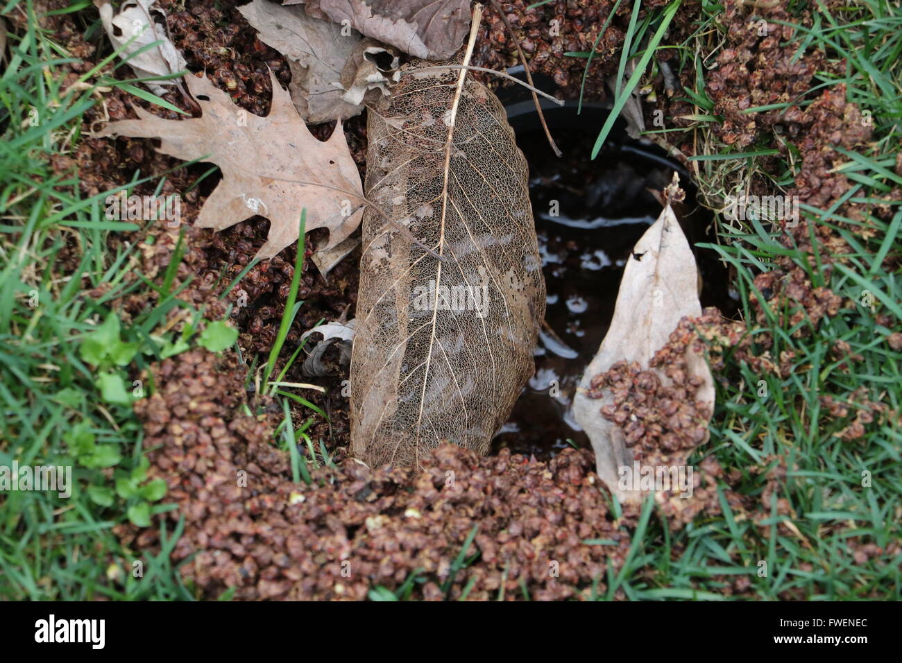 Dead leaves on top a small unexplained hole in the ground. Stock Photo