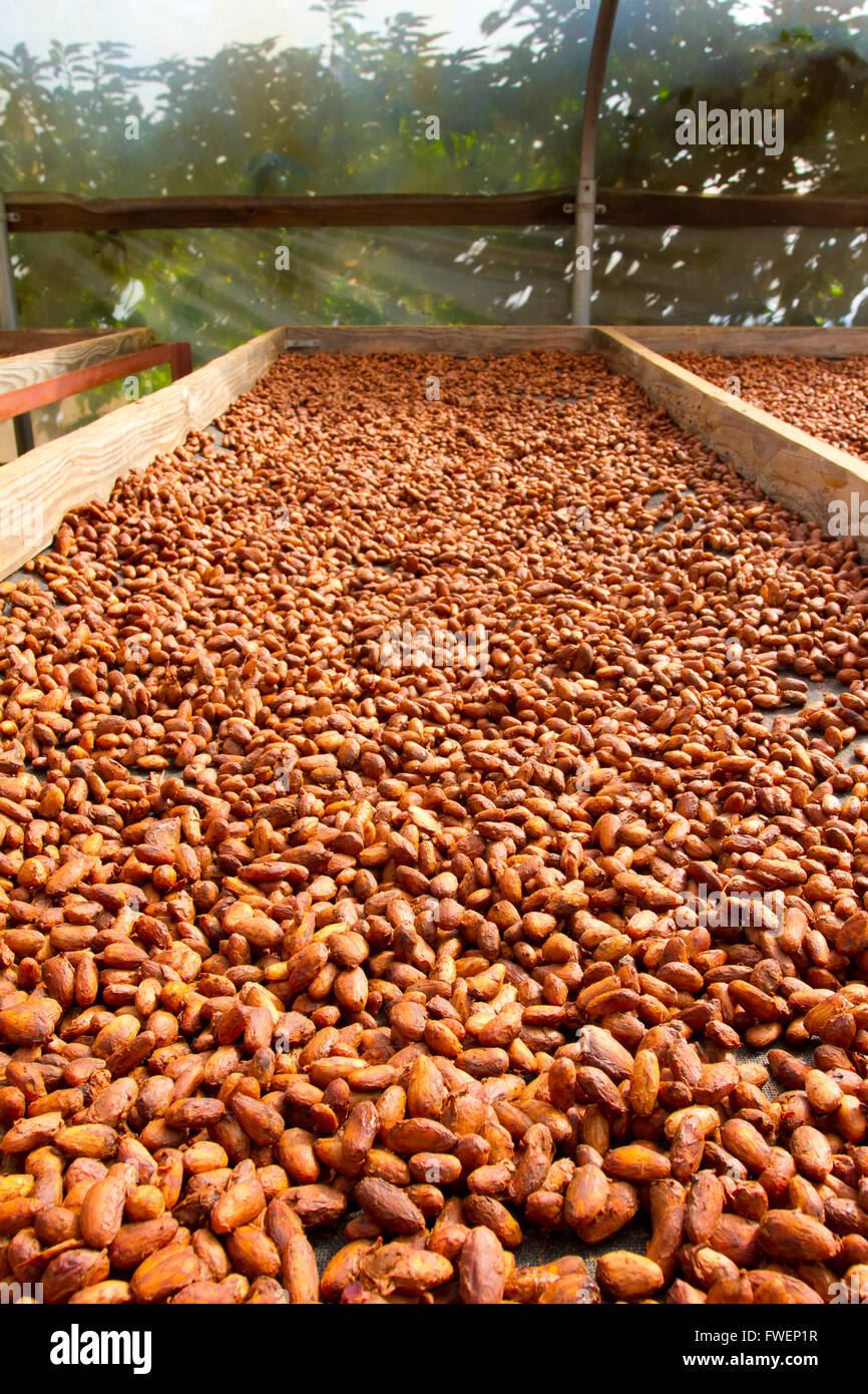 Cacao nibs have been stripped from their pods and husks and are now