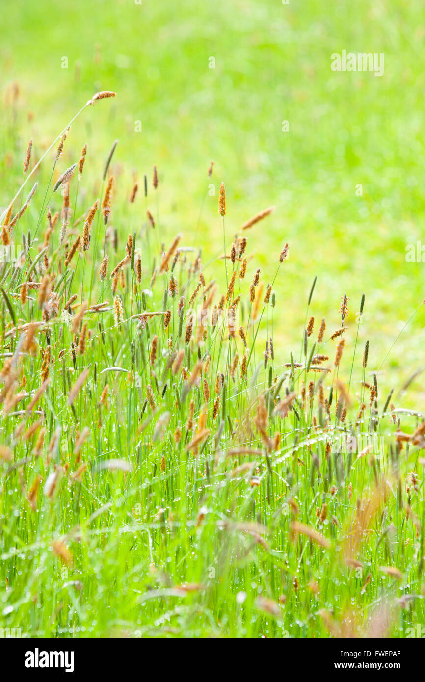Field grass during allergy season in Oregon Stock Photo Alamy