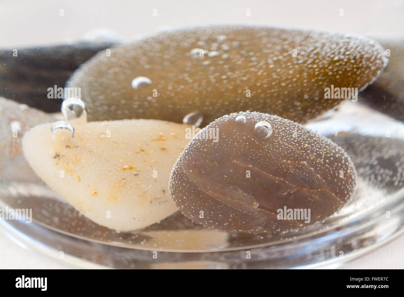 Bubbles have formed on these rocks that sit underwater in centerpieces ...