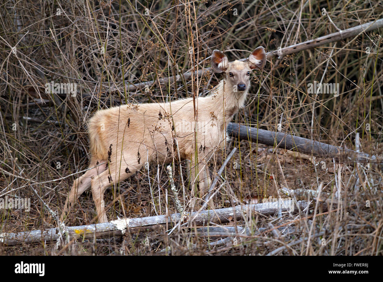 White sambar deer, albinism, Stock Photo