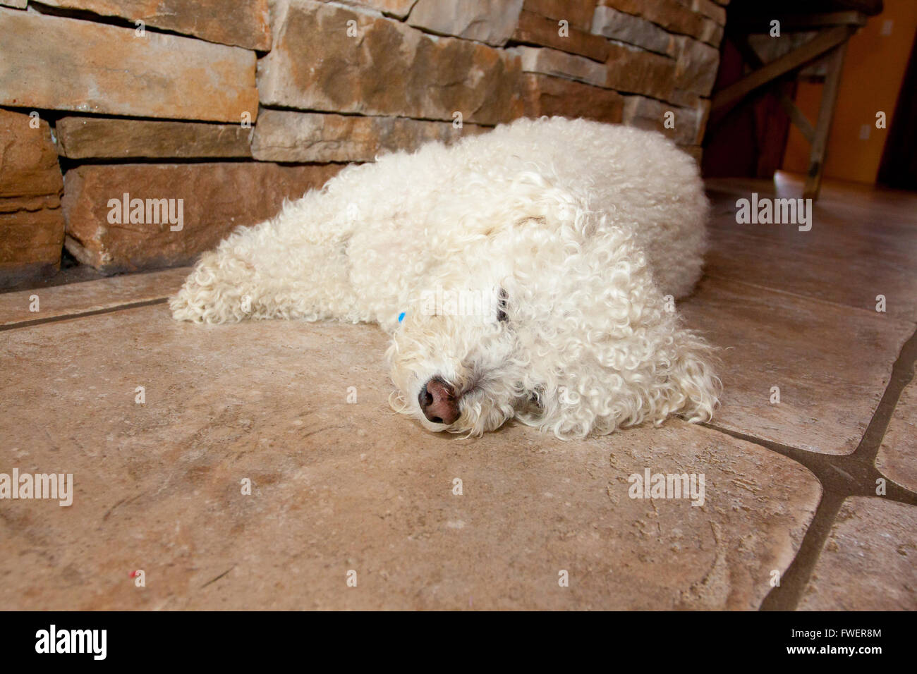 A white dog lays on the ground in a cellar and sleeps on the cold surface on a hot summer day. Stock Photo
