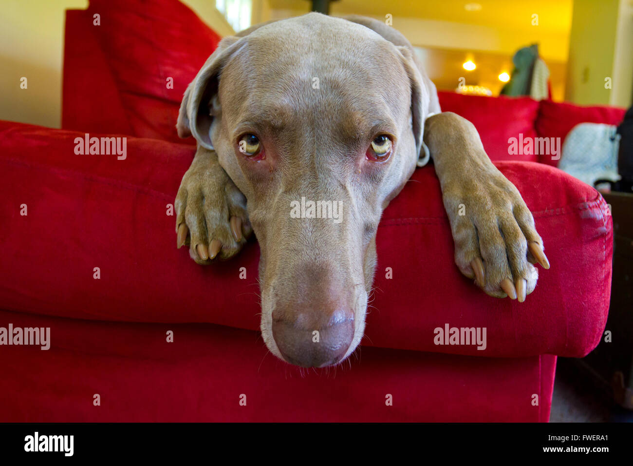 A beautiful grey weimaraner dog is relaxing on a bright red couch indoors. Stock Photo