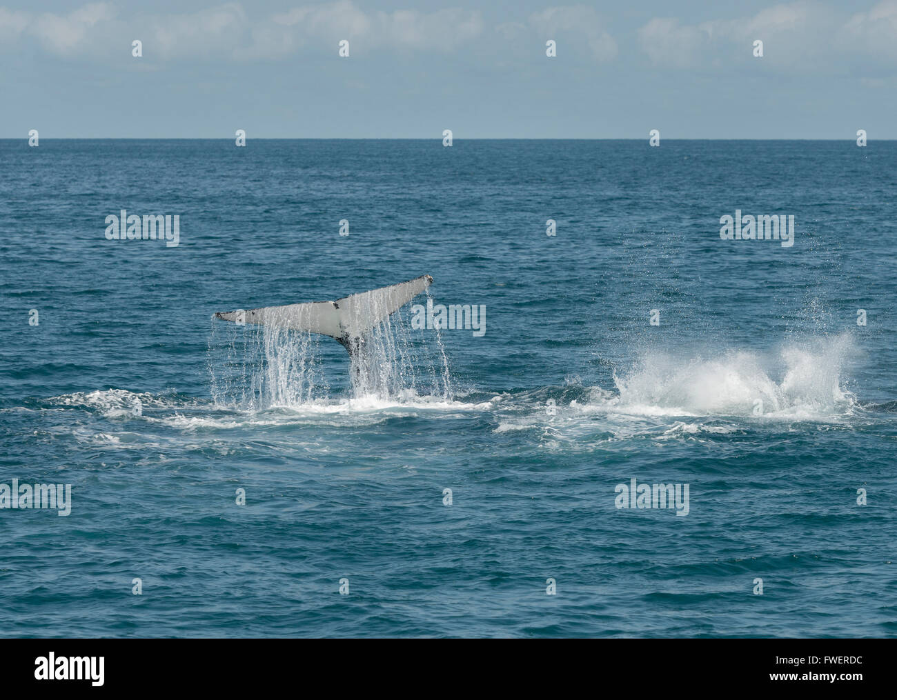 Humpback whale diving and showing its tail at Hervey Bay, Queensland Australia, the perfect place to visit and go whale watching. Stock Photo