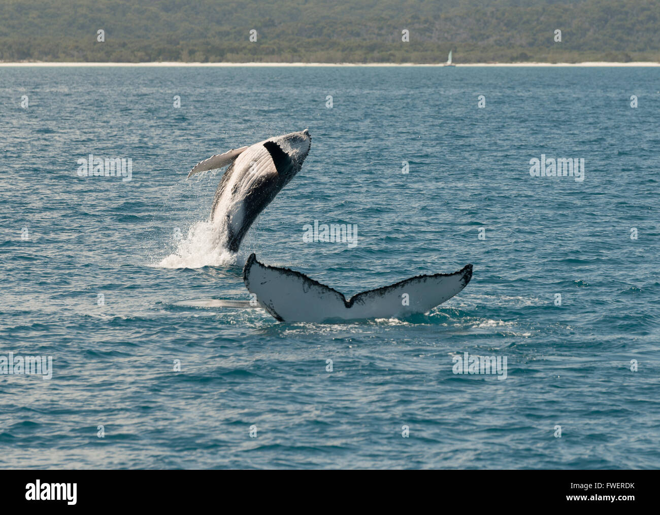 Young humpback whales playing off of Fraser Island Australia Stock Photo