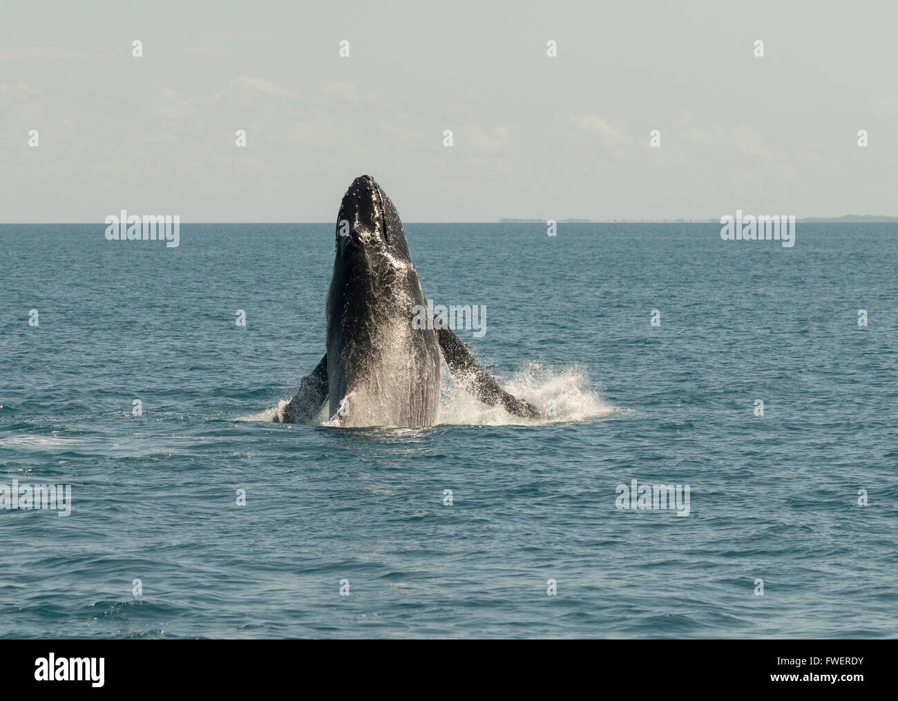 Humpback whales at Hervey Bay, Queensland, Australia.Top place for whale watching ,holiday destination.travel Queensland and enjoy the warm climate. Stock Photo