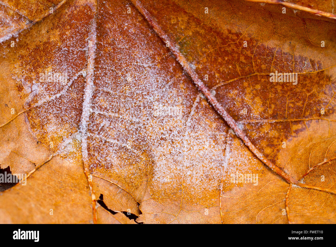 A fall or autumn leaf has frosty snow ice on it during a freeze Stock ...