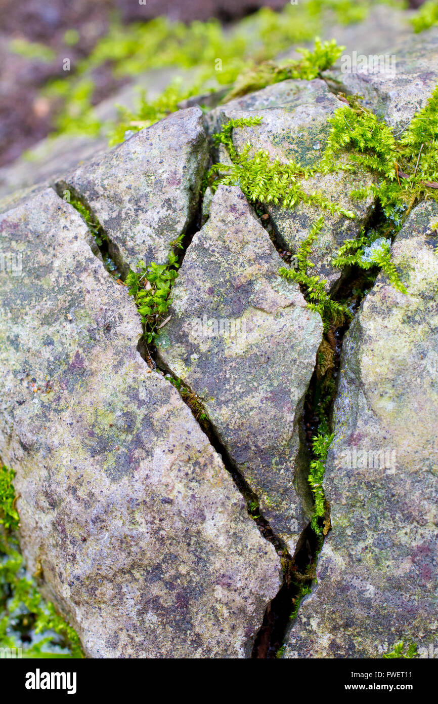 Some stones have big cracks in them and moss plantlife is growing out of the cracks. Stock Photo