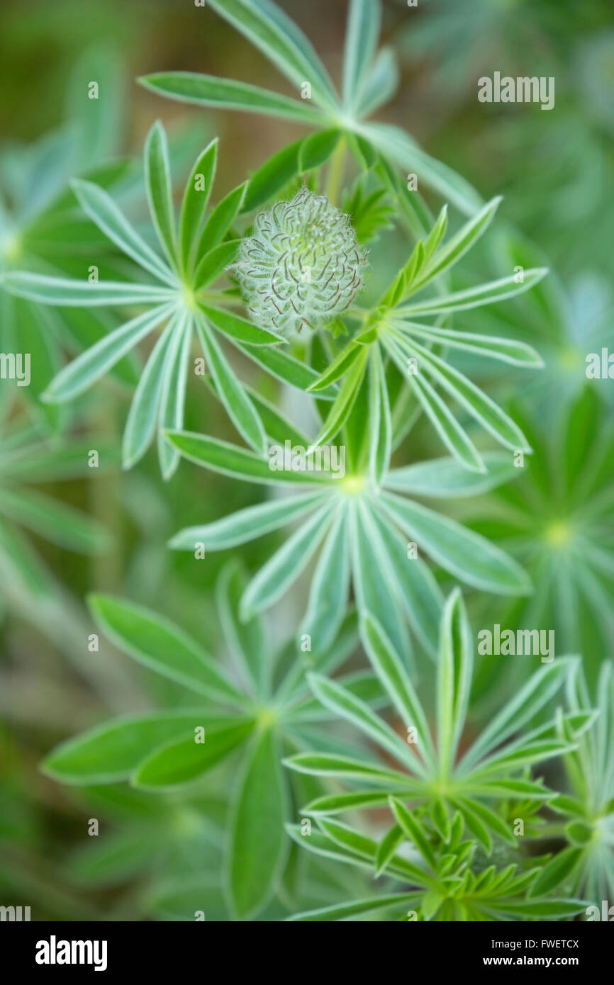 Lupine leaves, Catherine Creek Day Use Area, Columbia River Gorge
