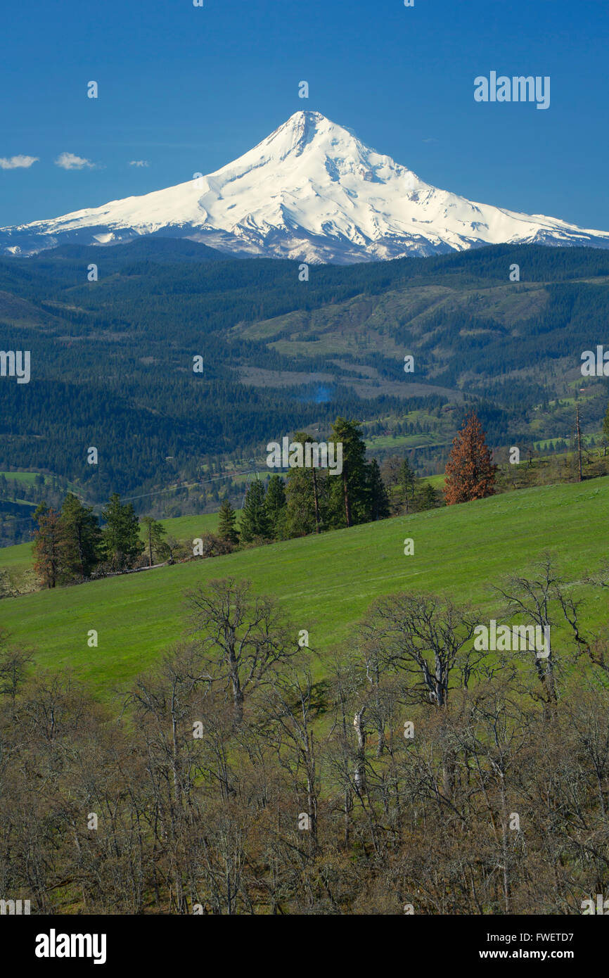 Grassland forest to Mount Hood, Catherine Creek Day Use Area, Columbia