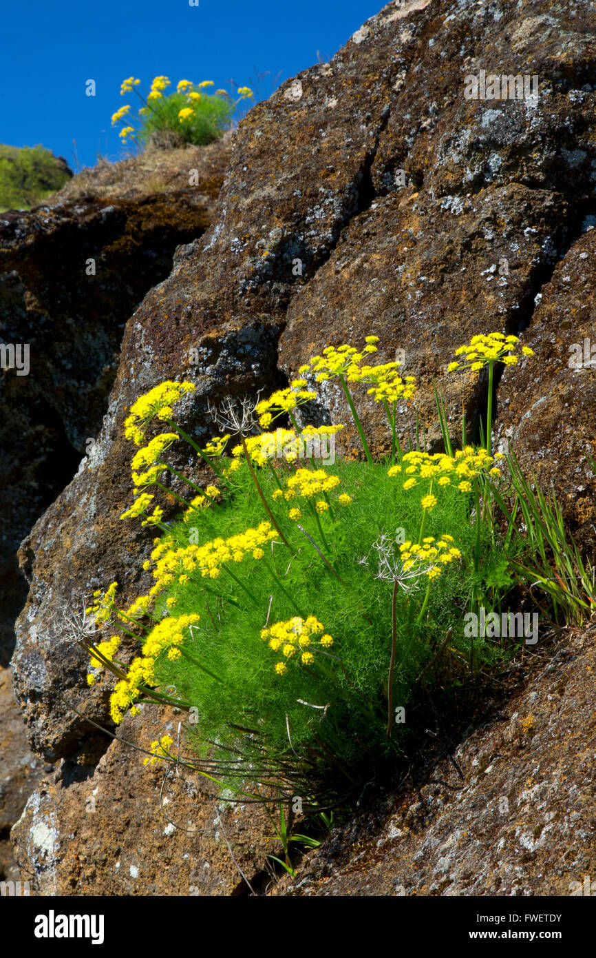 Desert parsley near the Syncline Trail, Columbia River Gorge National Scenic Area, Washington Stock Photo