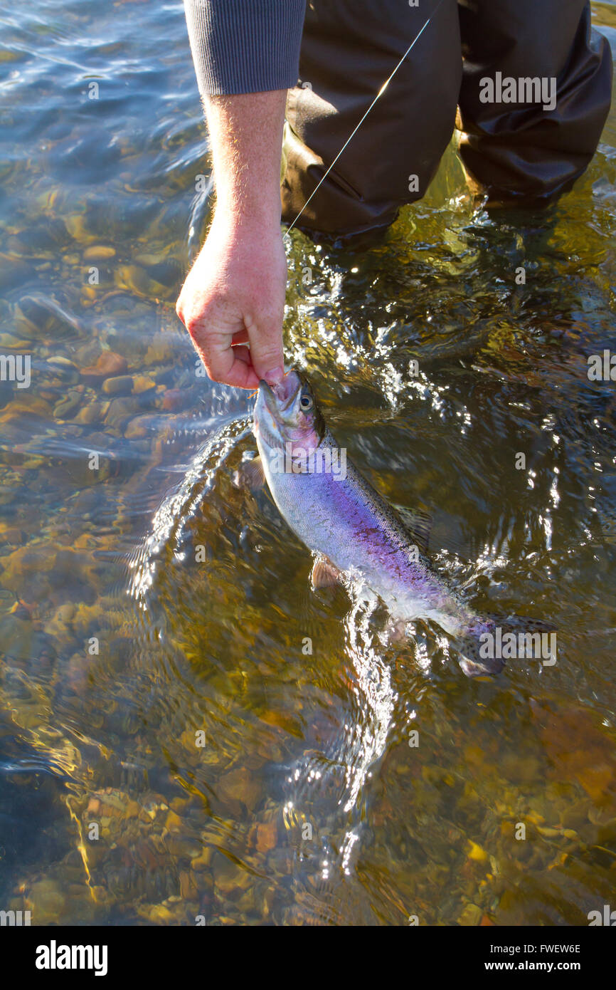 Catch and release fishing is a great sustainable way to enjoy angling ...