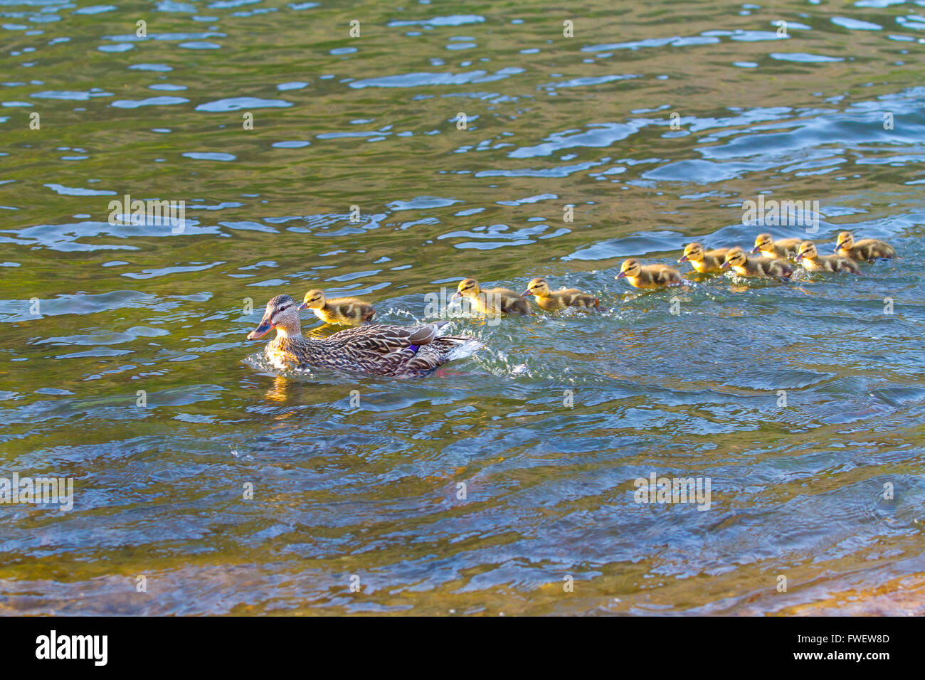 A mother duck swims with her chicks in the Deschutes River while playing follow the leader. Stock Photo