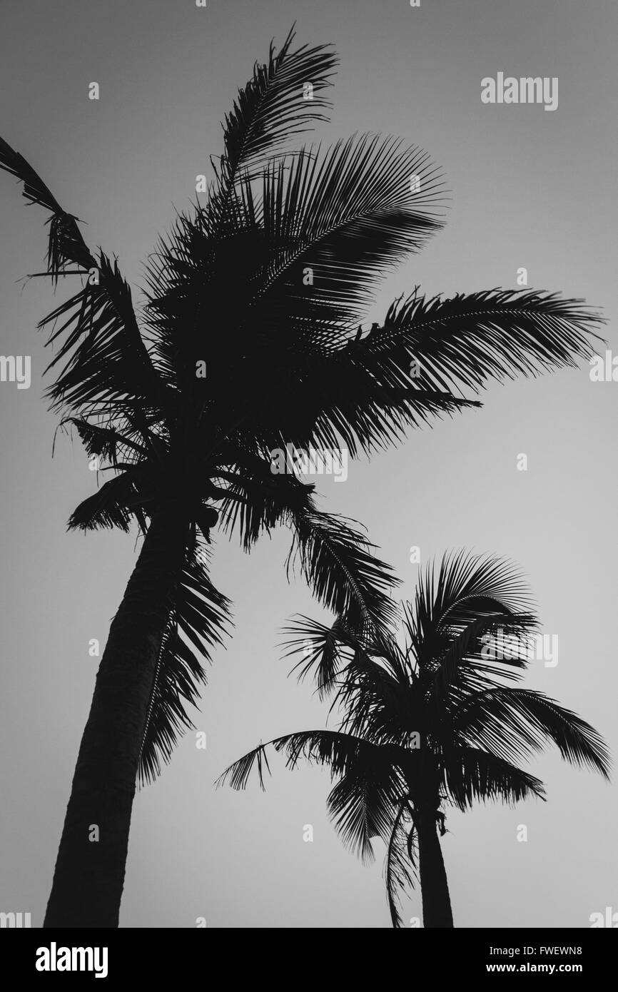 Trees in tropic Black and White Stock Photos & Images - Alamy