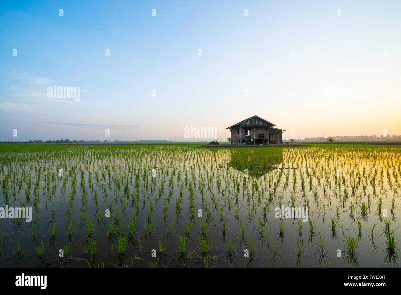 Abandoned wooden house in middle of paddy field with a sunrise sky in the background. Stock Photo