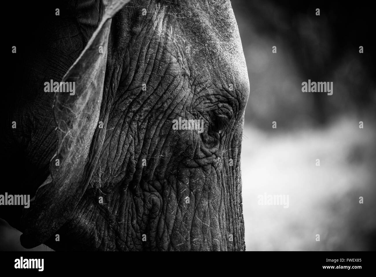 Elephant captured during safari in Tarangire, Tanzania Stock Photo