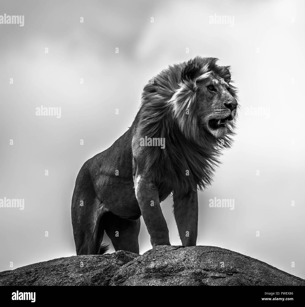 Male African Lion overlooking the horizon in Serengeti, Tanzania Stock Photo