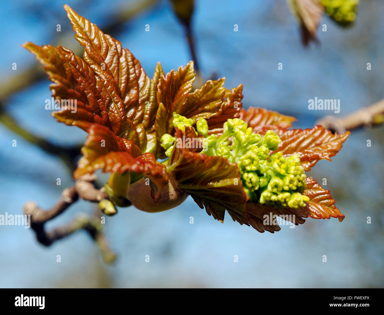 New sycamore leaves and flower buds opening on a spring day. Stock Photo