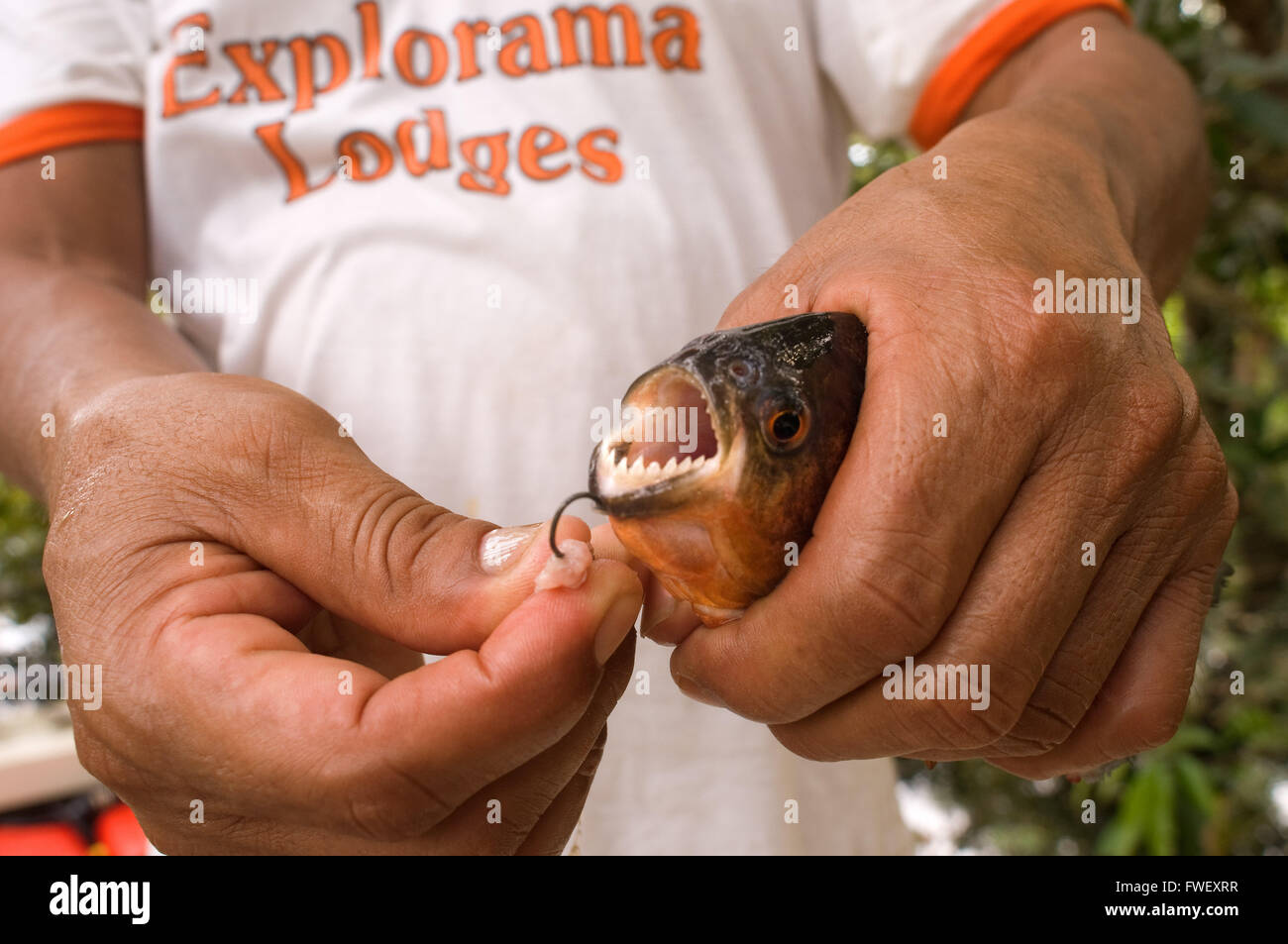 Piranha fishing in the Amazon River near Iquitos, Loreto, Peru. Piranha fishing in one of the tributaries of the Amazon to Iquit Stock Photo