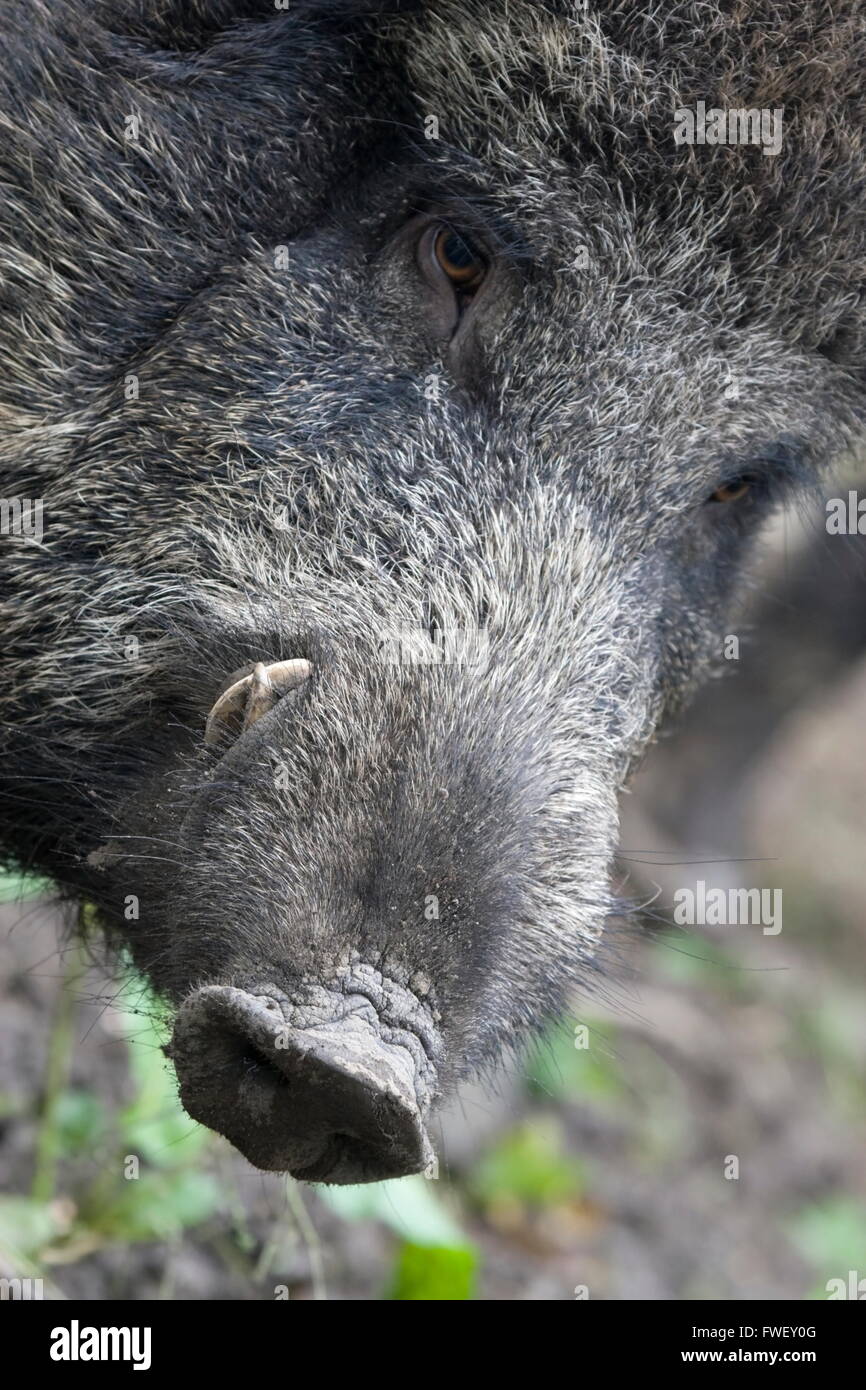 Wild boar like hi-res stock photography and images - Alamy