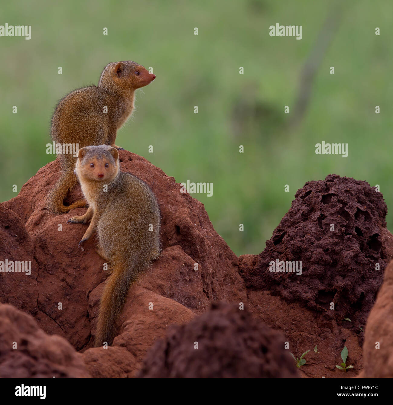 Two dwarf mongooses on a termite mound Stock Photo