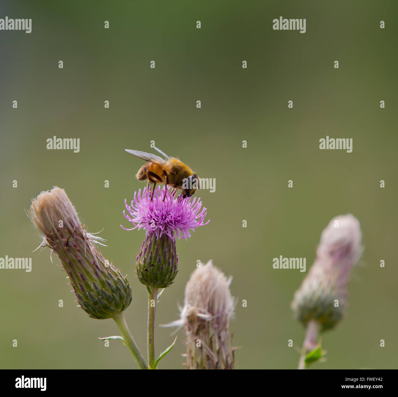 A bee eating nectar from a plumeless thisle Stock Photo Alamy