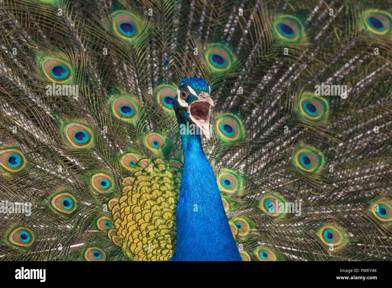 A shouting peacock against his colorful feathers in the background Stock Photo