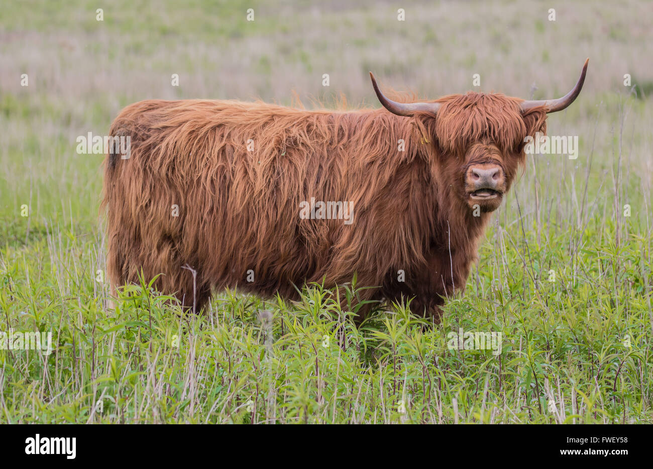 Madison Highland Cow