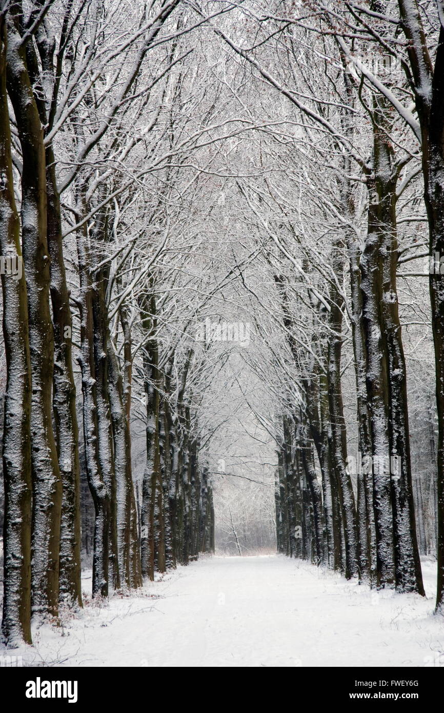 Snowy forest path in Echten, Netherlands Stock Photo
