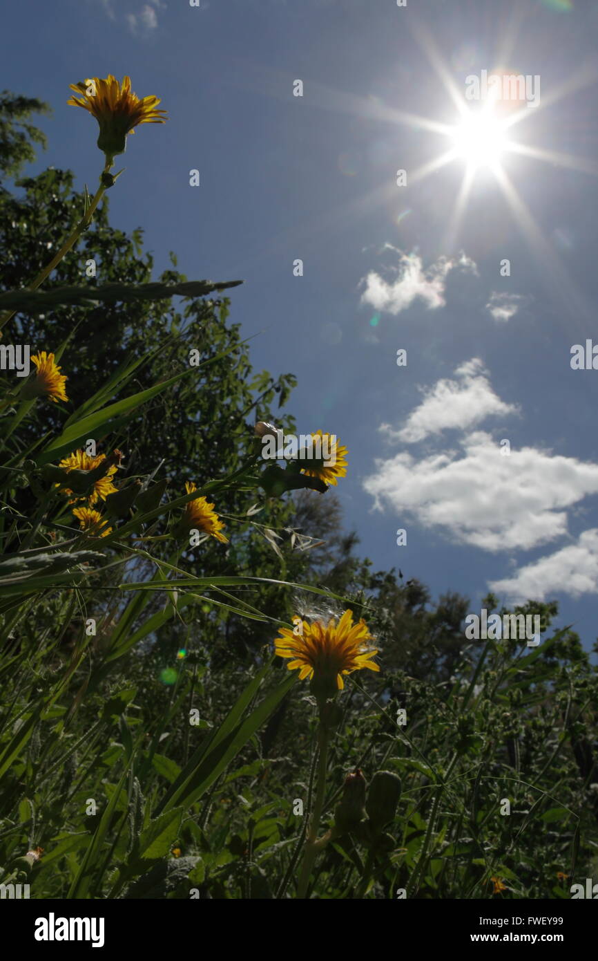 Dandelions in the sun hi-res stock photography and images - Alamy