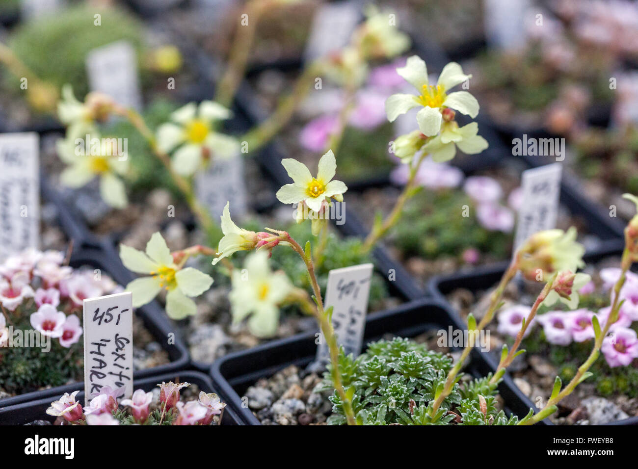 Rockery plants in pots for sale Farmers Market Alpine saxifrages Stock Photo