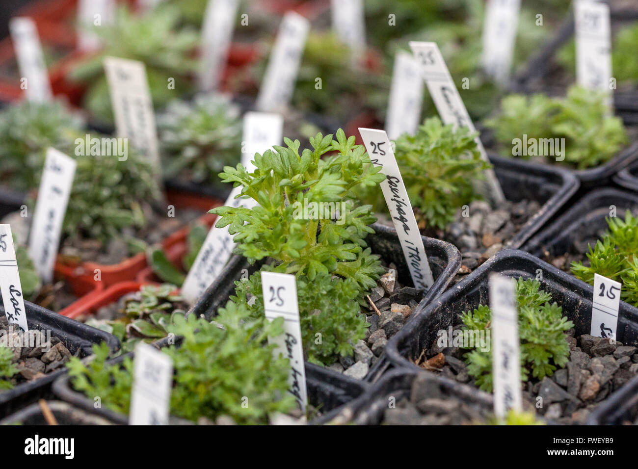 Rockery plants hires stock photography and images Alamy