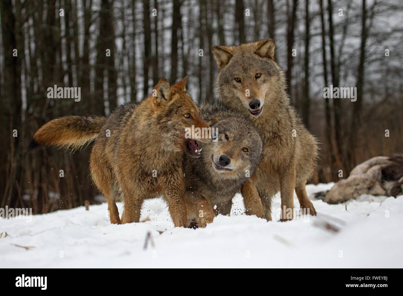 Wolves playing in the snow in Belarus Stock Photo