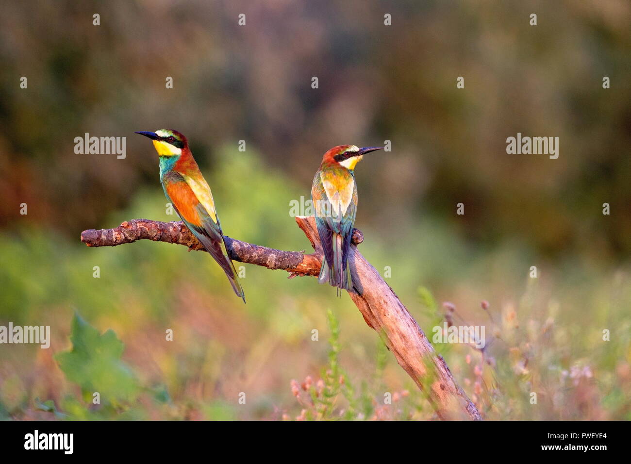 wo bee-eaters sitting on a branch, Romania Stock Photo
