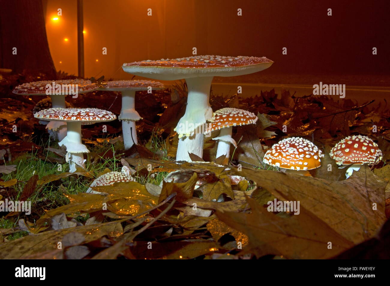 Night view of fly fungi in roadside, Netherlands Stock Photo