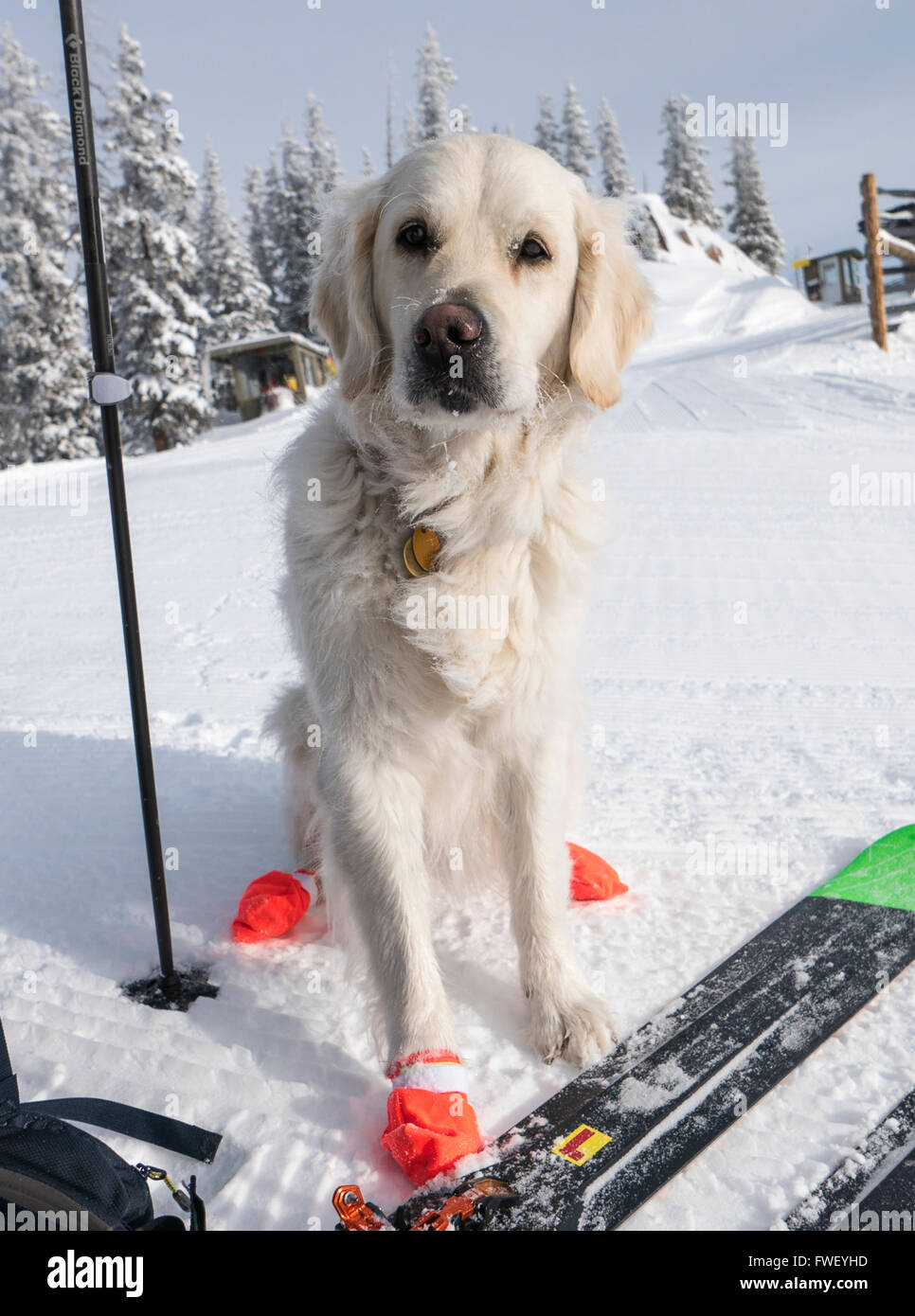 Platinum colored Golden Retriever wearing orange Cordura booties