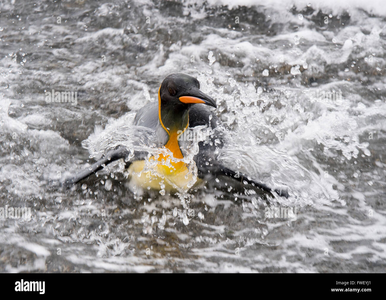 King Penguinin the water Stock Photo - Alamy
