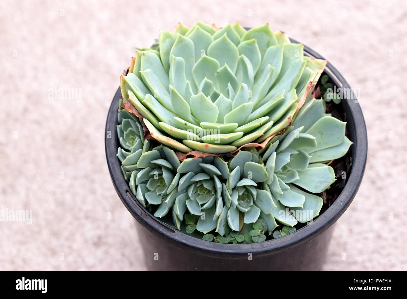 Close up image of Echeveria glauca or known as Aeonium or known as Green Rose succulent Stock Photo