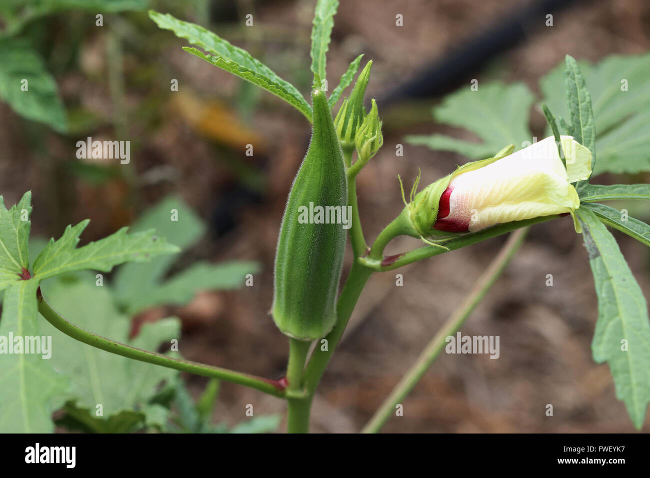 Okra with Flower Stock Photo