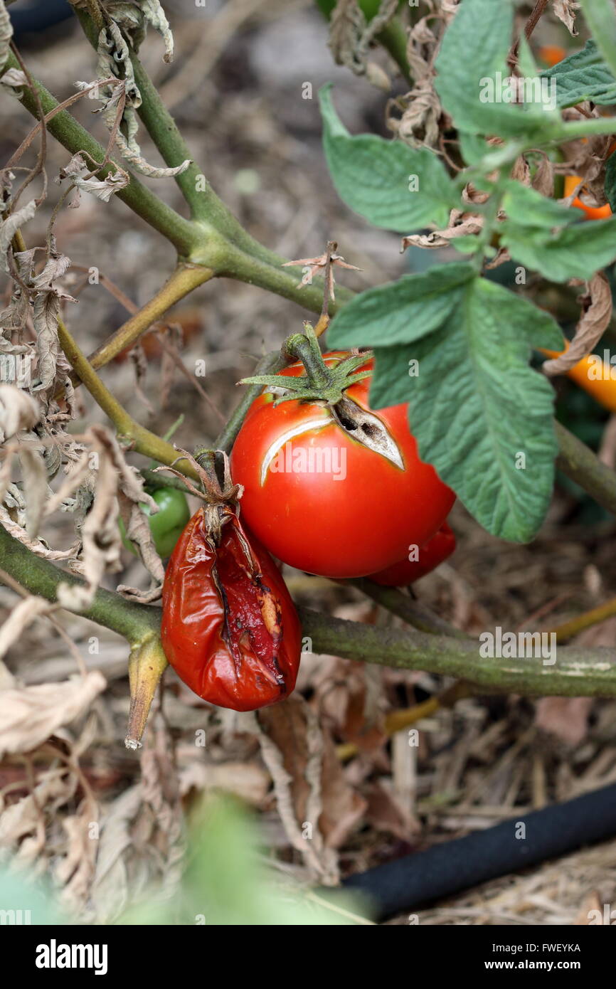 Split tomato hires stock photography and images Alamy
