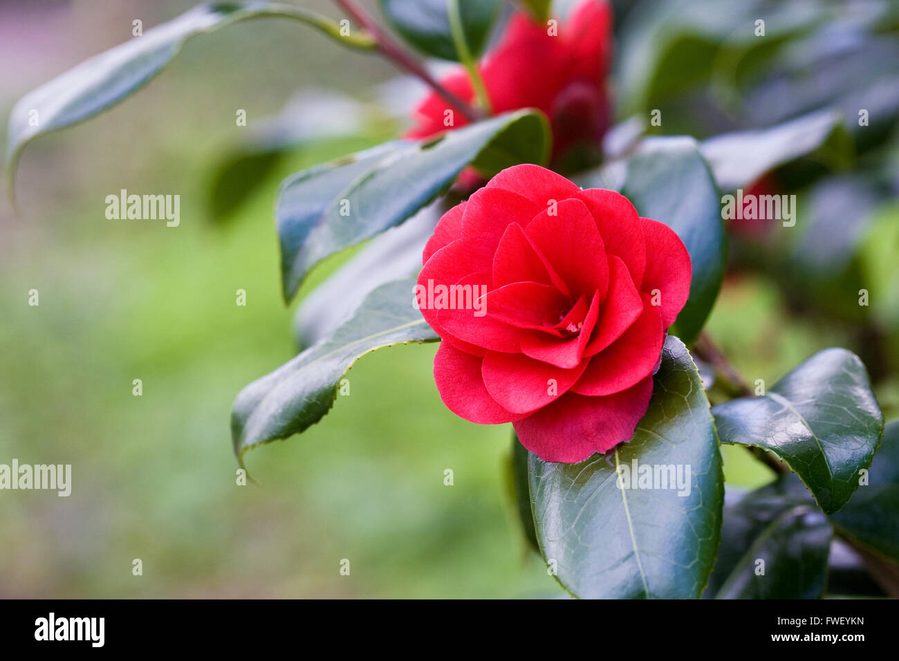 Camellia japonica 'Ace of Hearts' flowers in Spring. Stock Photo